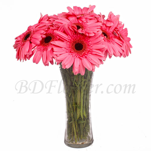 Send 12 pcs pink gerbera in vase to Bangladesh